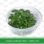 Aquatic Farmer - Lobelia Cardinalis 'Mini' TC (Tissue Culture Plants)