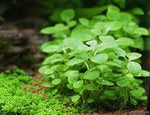 Aquatic Farmer - Lobelia Cardinalis 'Mini' TC (Tissue Culture Plants)