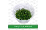Aquatic Farmer - Ludwigia Arcuata TC (Tissue Culture Plants)