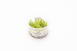 Aquatic Farmer - Ludwigia 'White' TC (Tissue Culture Plants)