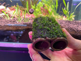 Mini Fissiden on ceramic dual tube