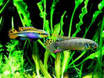 Pelvicachromis Taeniatus Moliwe( sold in pairs )