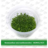 Aquatic Farmer - Hemianthus Micranthemoides TC (Tissue Culture Plants)
