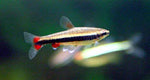 Golden Penncilfish Nannostomus Beckfordi