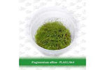 Aquatic Farmer - Plagiomnium Affine TC (Tissue Culture Plants)