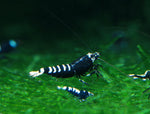 Black Zebra Pinto Shrimp (Caridina)
