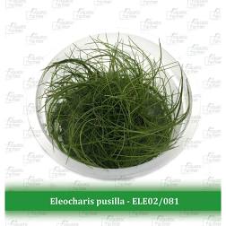 Aquatic Farmer - Eleocharis Pusilla TC (Tissue Culture Plants)