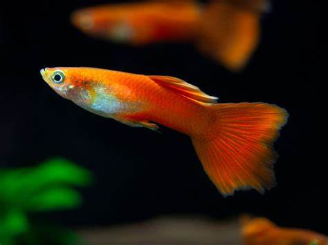 red moscow guppy male