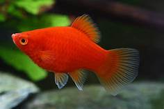 Red Platy