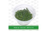 Aquatic Farmer - Rotala sp. Coin Leaf TC (Tissue Culture Plants)