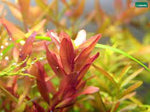 Aquatic Farmer - Rotala sp. Coin Leaf TC (Tissue Culture Plants)