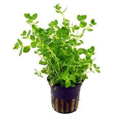 Rotala Coin Leaf