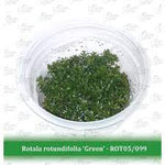 Aquatic Farmer - Rotala Rotundifolia 'Green' TC (Tissue Culture Plants)
