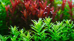 Aquatic Farmer - Rotala Rotundifolia 'Green' TC (Tissue Culture Plants)