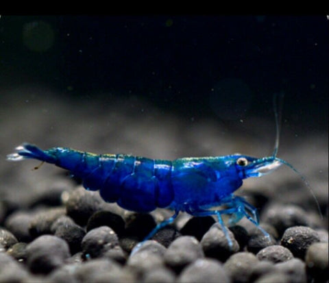 Blue Diamond Shrimp (Neocaridina)