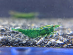 Green Jade Shrimp (Neocaridina)