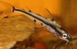 Hyalobagrus Flavus ( shadow catfish )