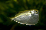 silver hatchet fish