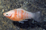 Tiger Platy