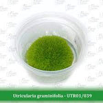 Aquatic Farmer - Utricularia Graminifolia TC (Tissue Culture Plants)