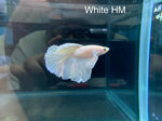 White HM