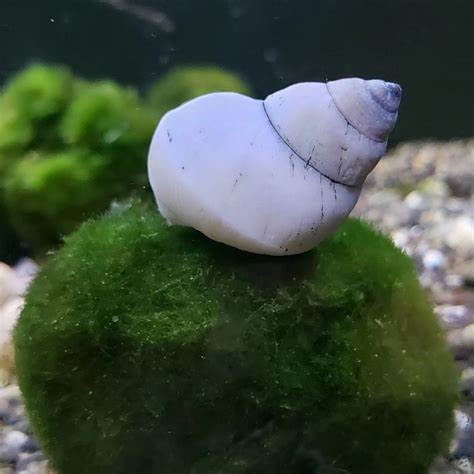 White Wizard Snail