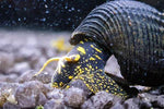 yellow spotted rabbit snail